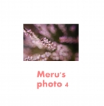 Merus photo 4