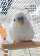 ぴーよこまるセキセイインコカレンダー2025